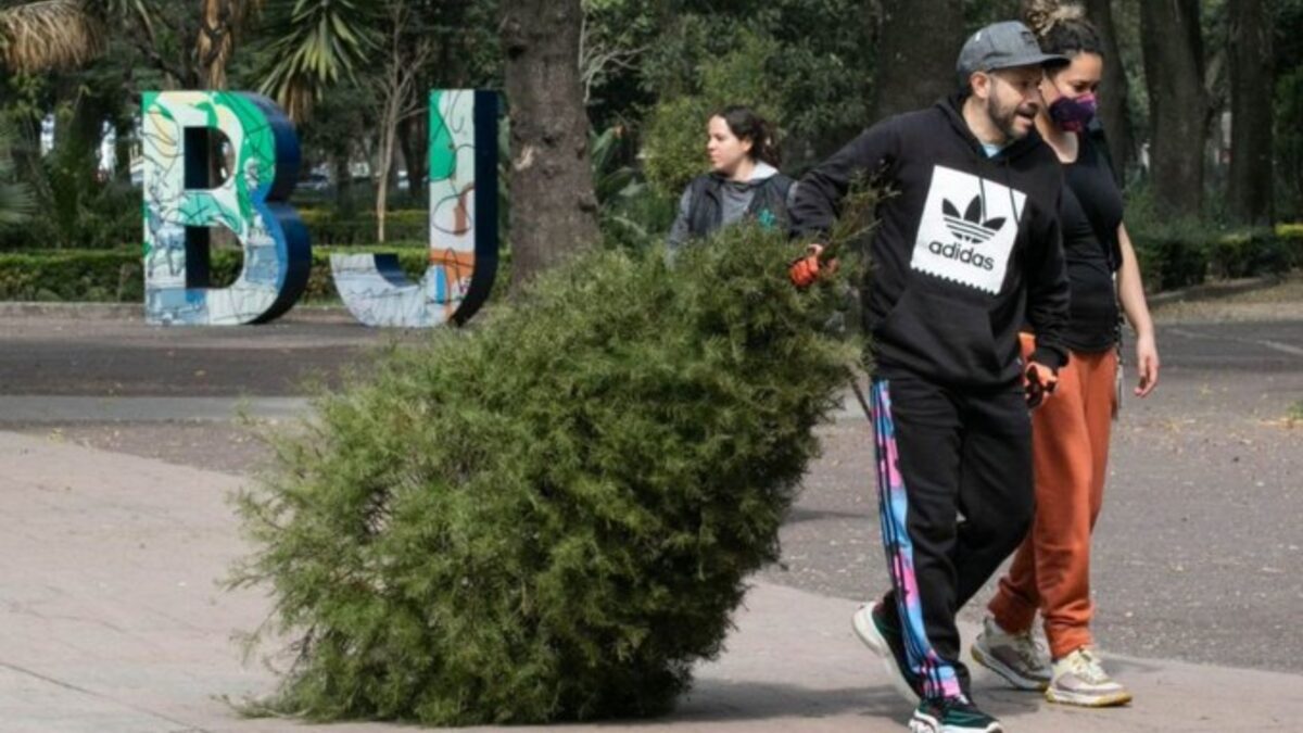 Terminó la recolecta de árboles navideños naturales en la Benito Juárez