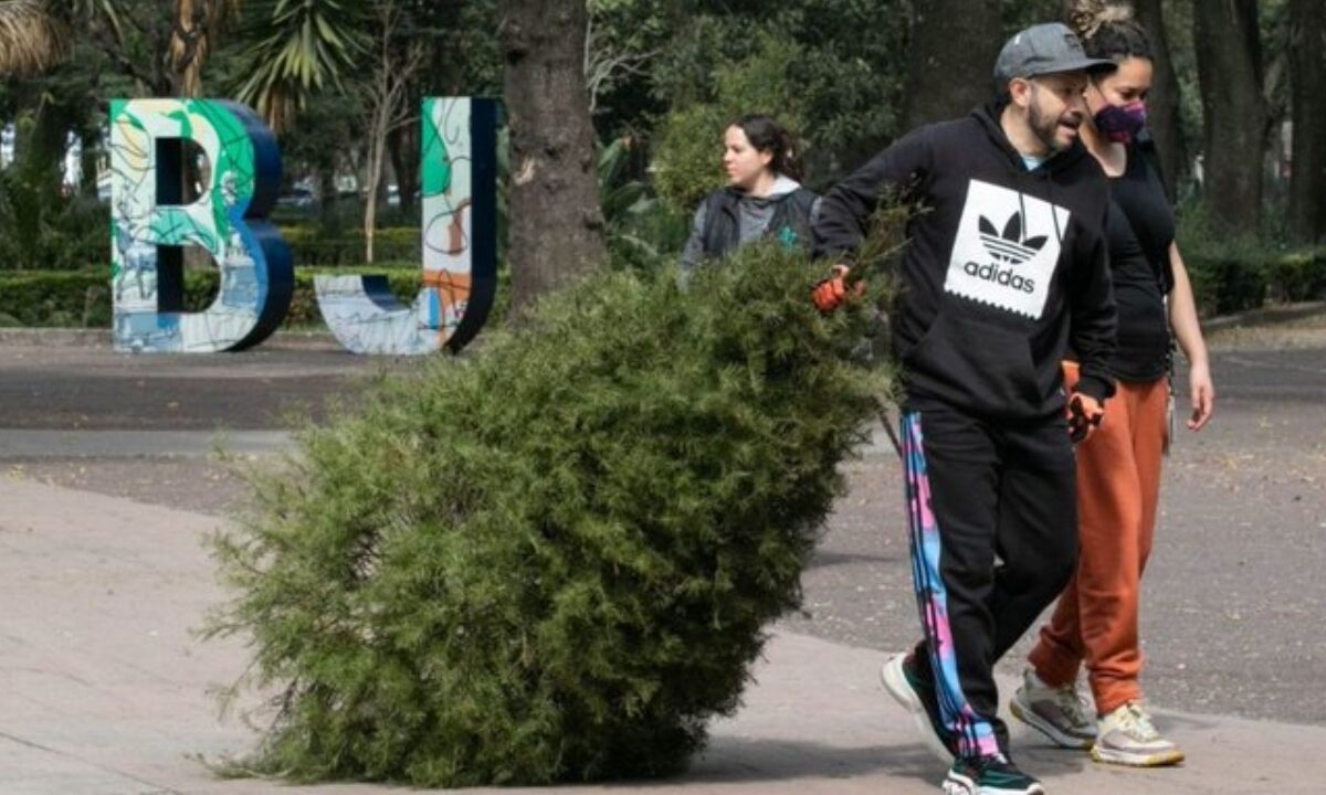 Terminó la recolecta de árboles navideños naturales en la Benito Juárez