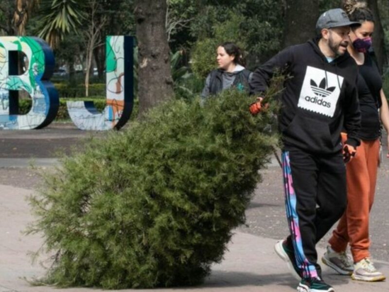 A reciclaje, 5,500 árboles de navidad en Benito Juárez