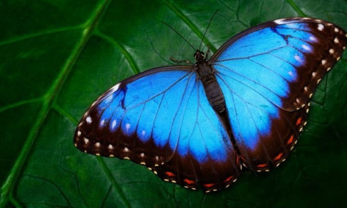 Muere niño en Brasil tras inyectarse mariposa triturada