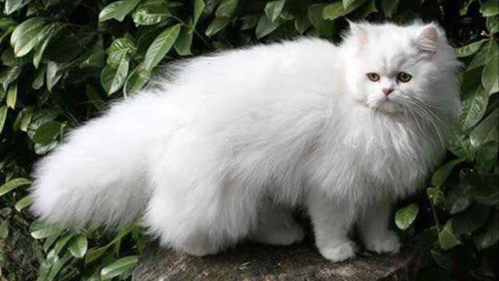 Pareja roba gato persa de 64 mil pesos en Portal San Ángel. Noticias en tiempo real