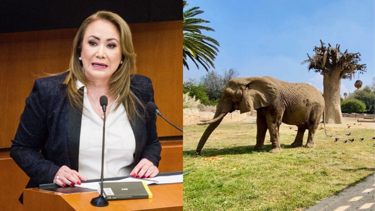 La ministra Yasmín Esquivel planteó que la Segunda Sala de la SCJN ampare a la Elefanta Ely para que se le garantice su bienestar.