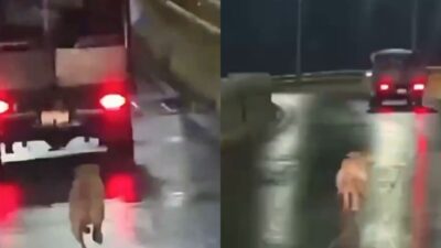 Exhiben en video a conductor por abandonar un perrito en plena Calzada Ignacio Zaragoza.