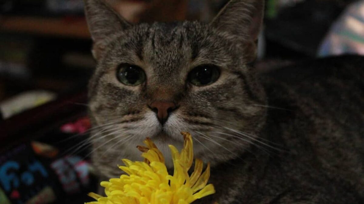 Los gatos han tenido un papel importante en diversas culturas a lo largo de la historia