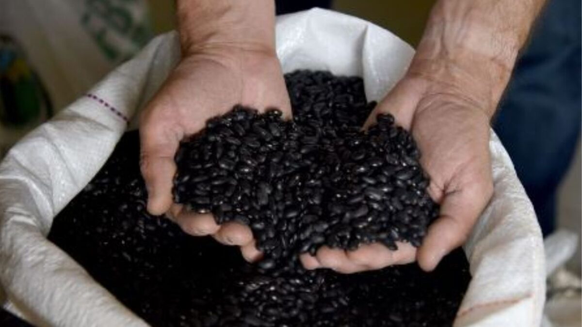 Los frijoles son un alimento básico y económico
