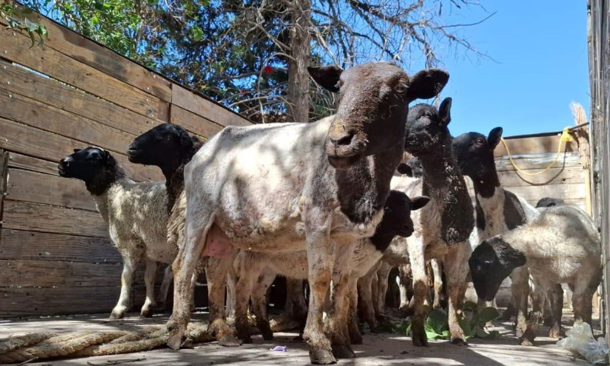 Los animales se encontraron en un estado deplorable y de desnutrición