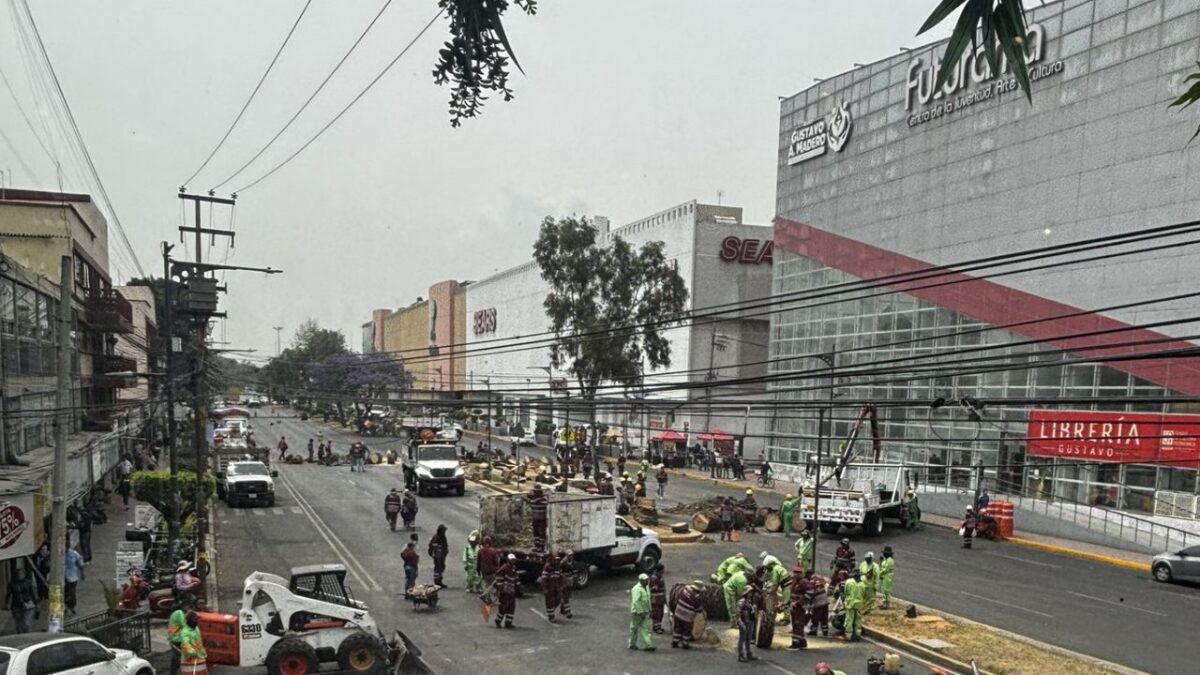 Trascendió que las palmeras, ya estaban muertas, tras una plaga