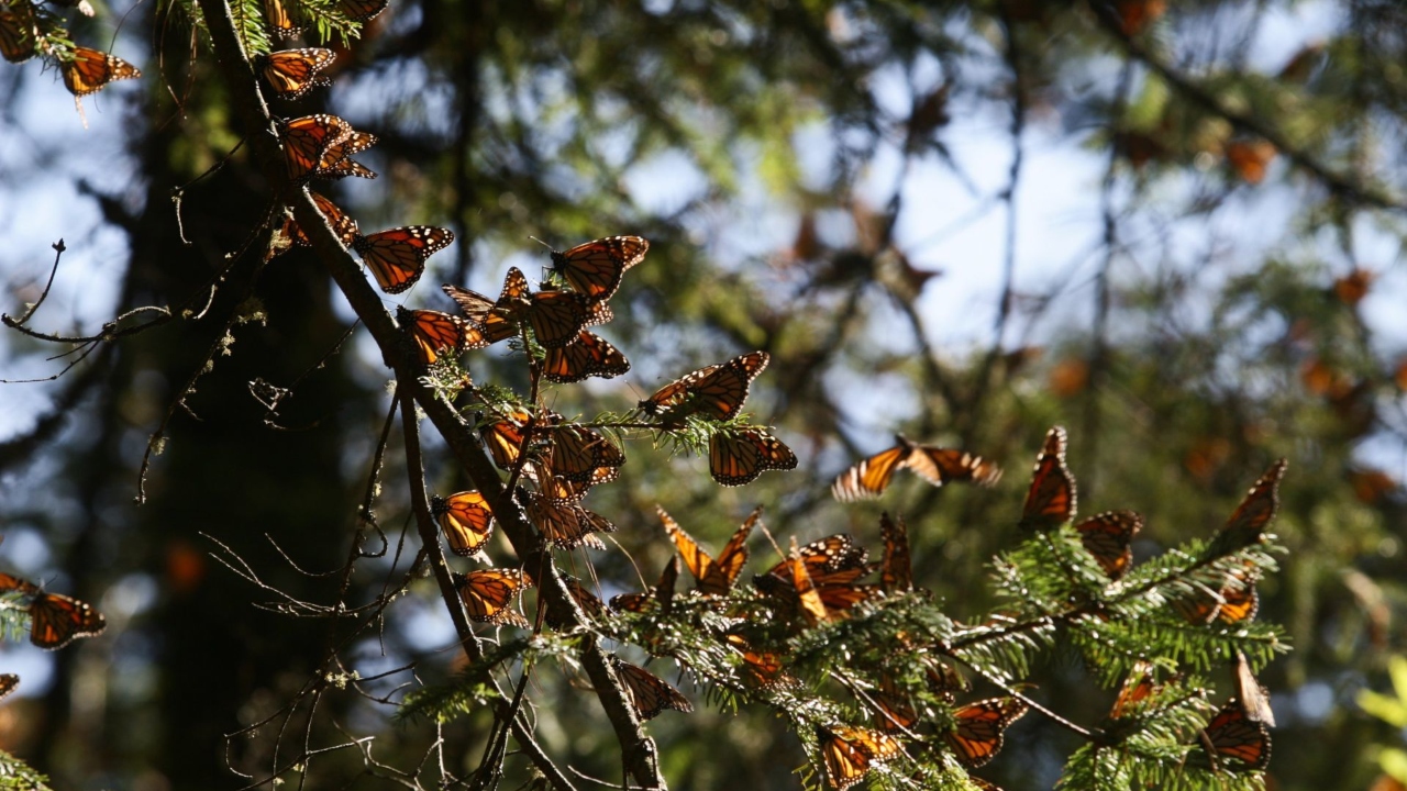 Foto: Cuartoscuro/ Santuario Sierra Chincua