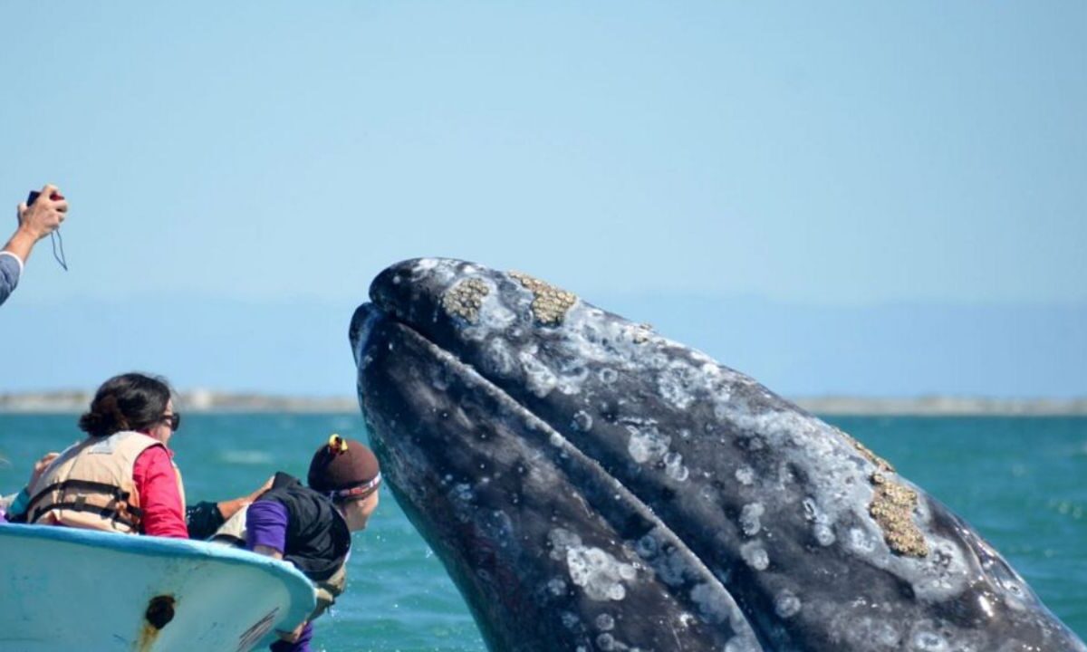 El avistamiento de ballenas en Baja California Sur se ha convertido en una actividad de gran relevancia para el turismo y comercio del estado.