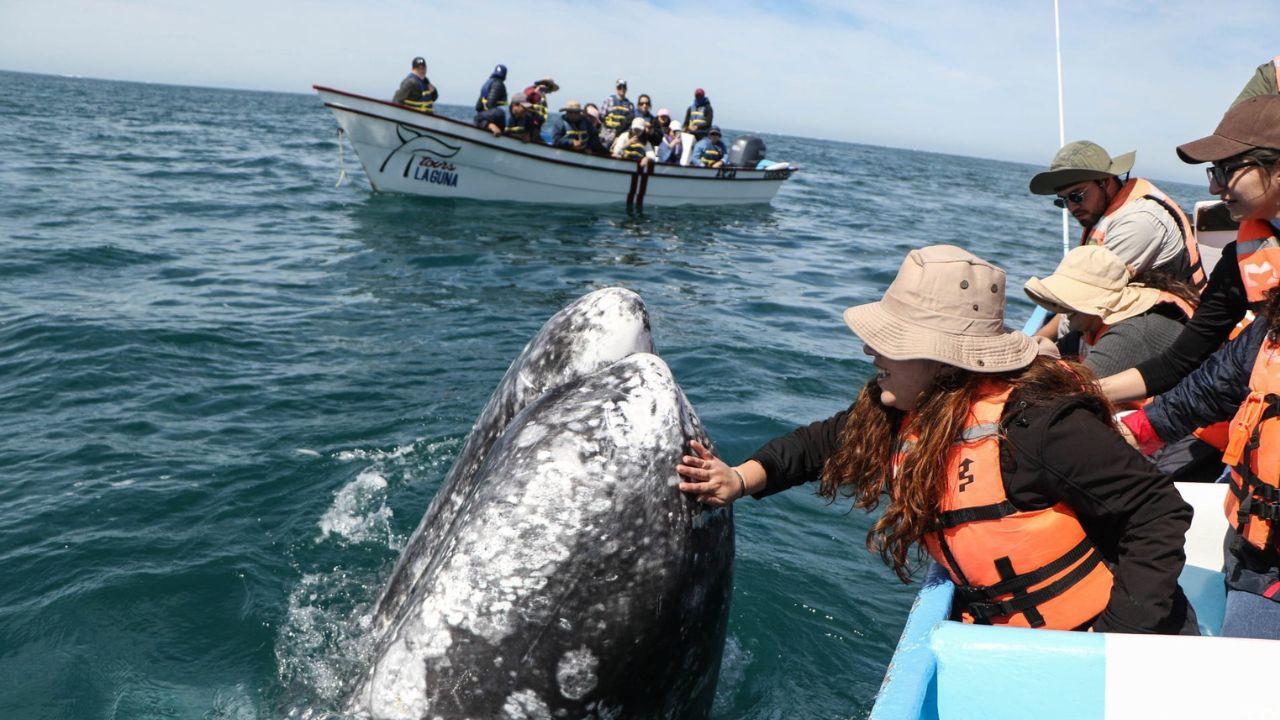 El avistamiento de ballenas en Baja California Sur se ha convertido en una actividad de gran relevancia para el turismo y comercio del estado.