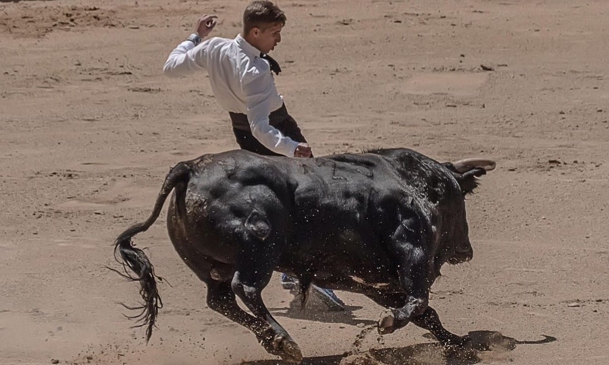 Se prohíben las corridas de toros con violencia