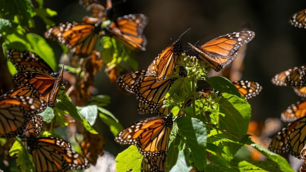Cuatro santuarios para ver a la mariposa monarca. Noticias en tiempo real