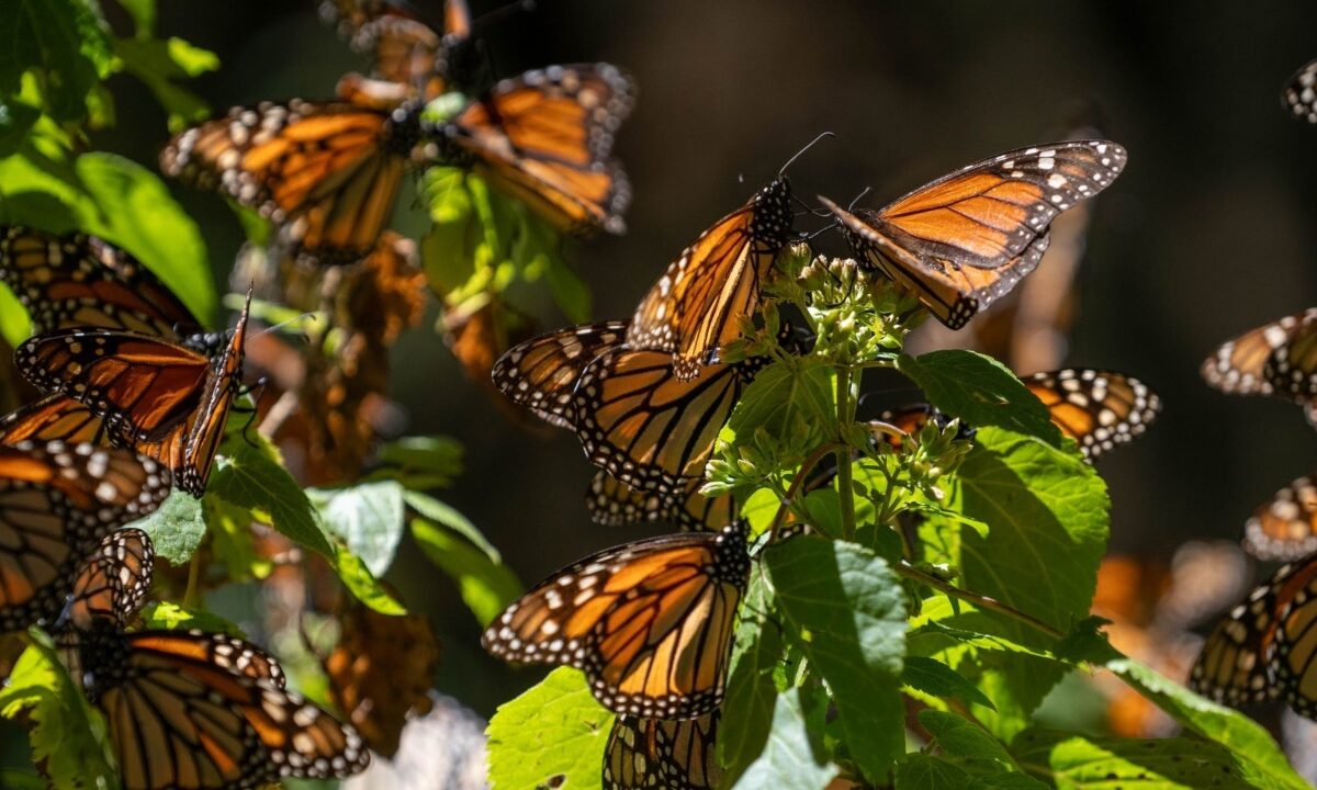 Cuatro santuarios en Michoacán y Edomex para ver a la mariposa monarca