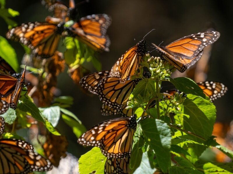 Cuatro santuarios para ver a la mariposa monarca