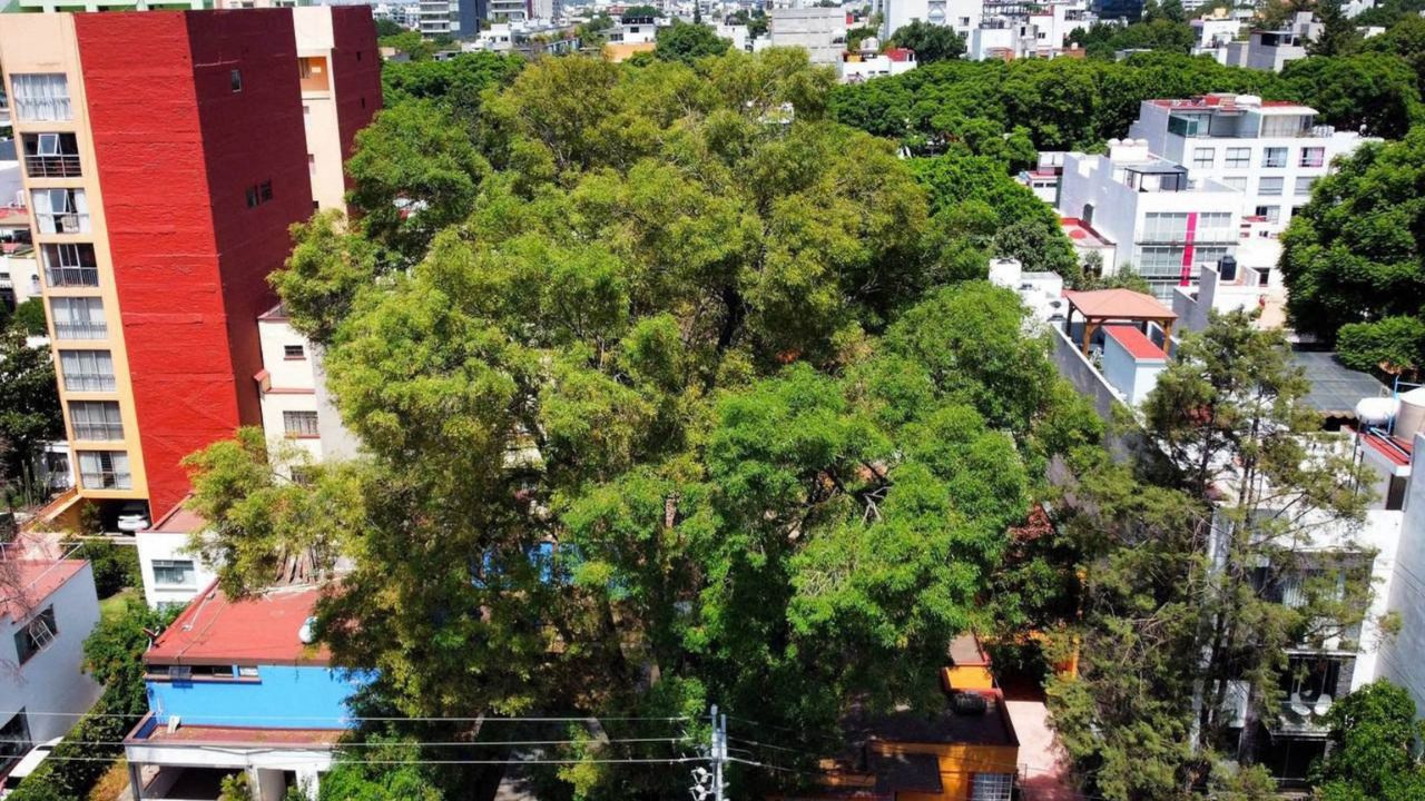 ¿Es ilegal plantar un árbol en la vía pública?