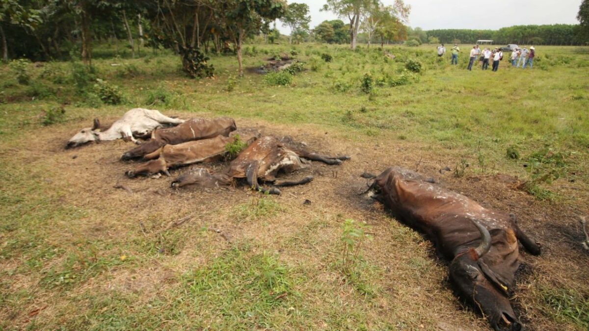 Ganaderos en Huimanguillo alertaron sobre la muerte masiva de más de 600 reces envenenadas por una bacteria en la pollinaza.