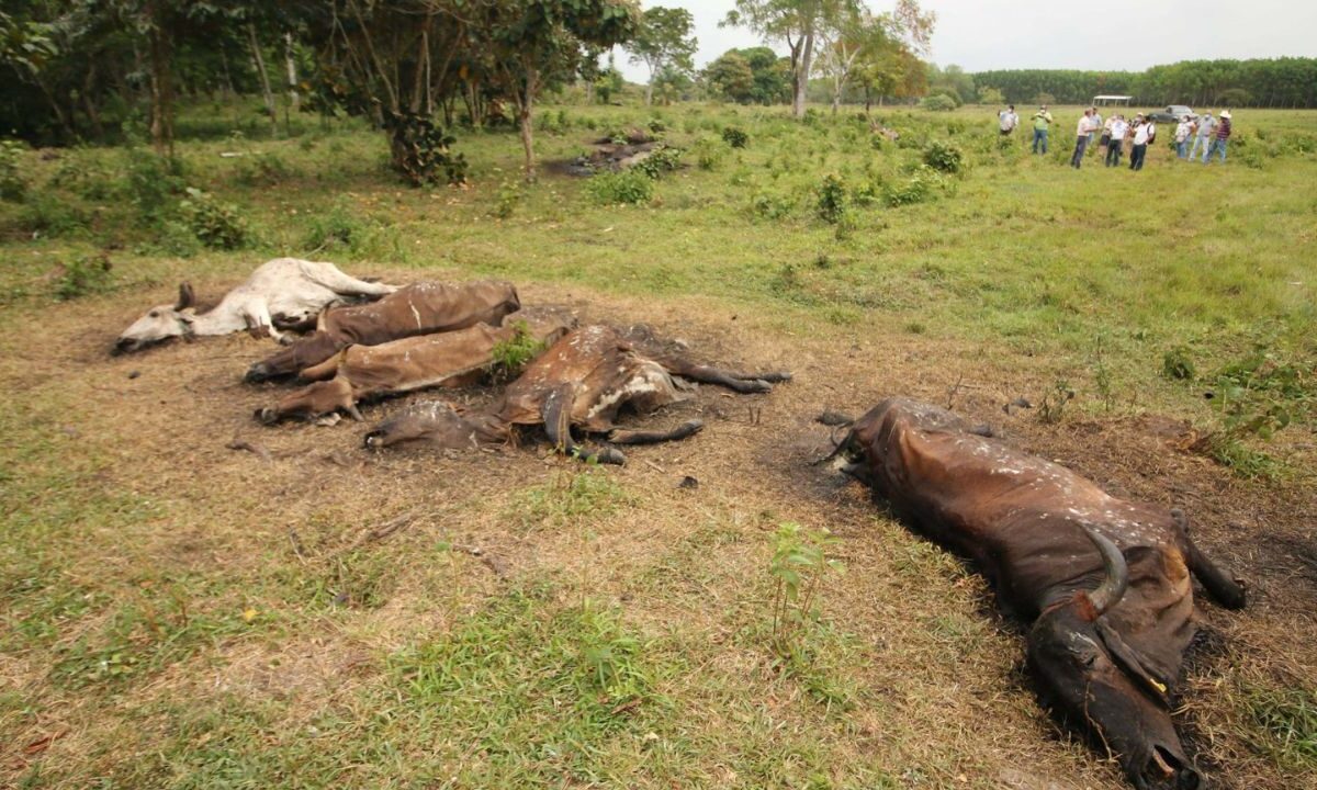 Ganaderos en Huimanguillo alertaron sobre la muerte masiva de más de 600 reces envenenadas por una bacteria en la pollinaza.