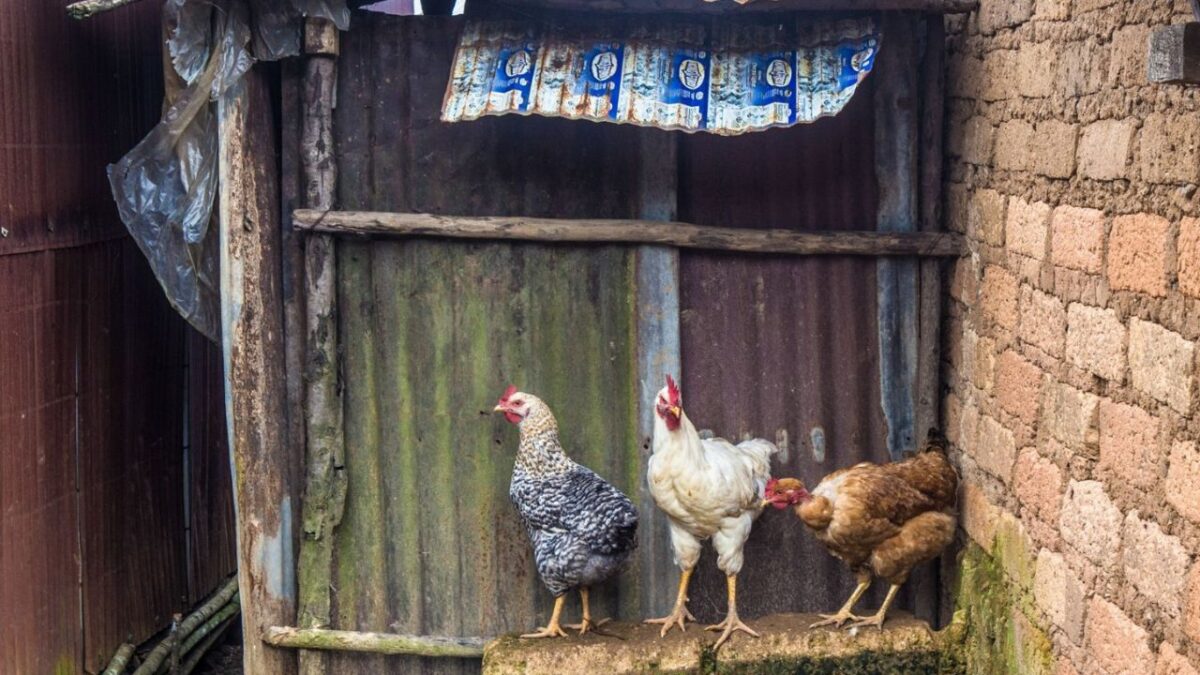 Las peleas de gallos serán excluidas en el dictamen para prohibir espectáculos con animales en la capital.