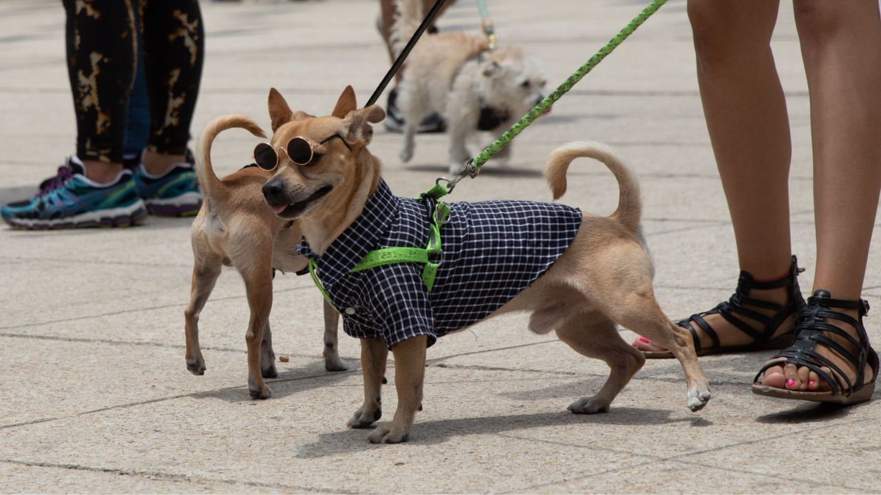 ¿Irás a la marcha del 8M con tu mascota? Checa estas recomendaciones.