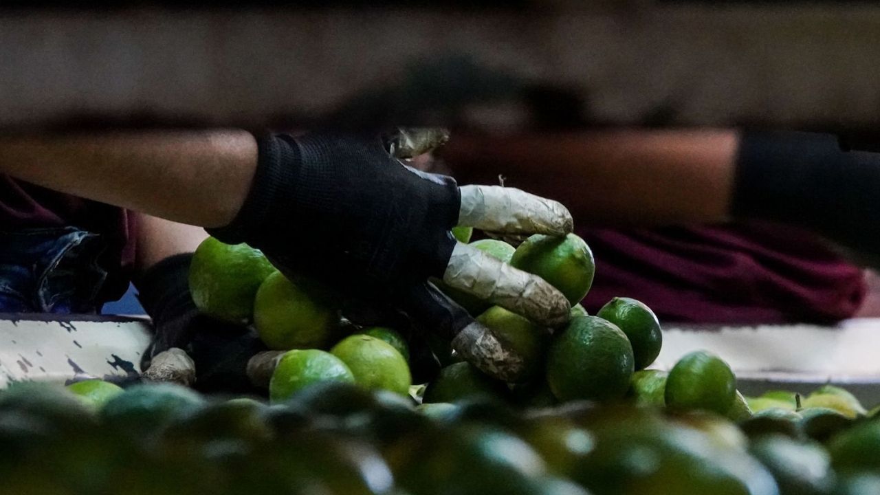 Empacadoras de Michoacán reabren, pero cierran 5 definitivamente