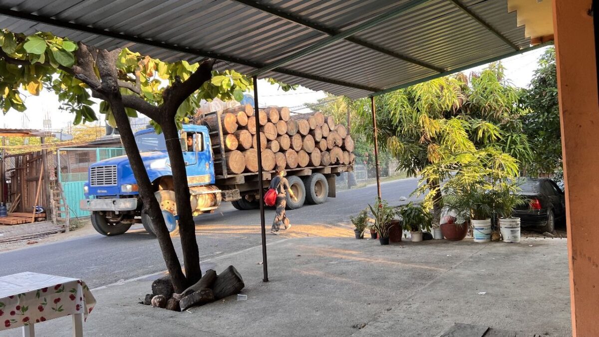 Los presuntos criminales cortan los árboles en impunidad, pues no hay denuncias por temor a represalias.