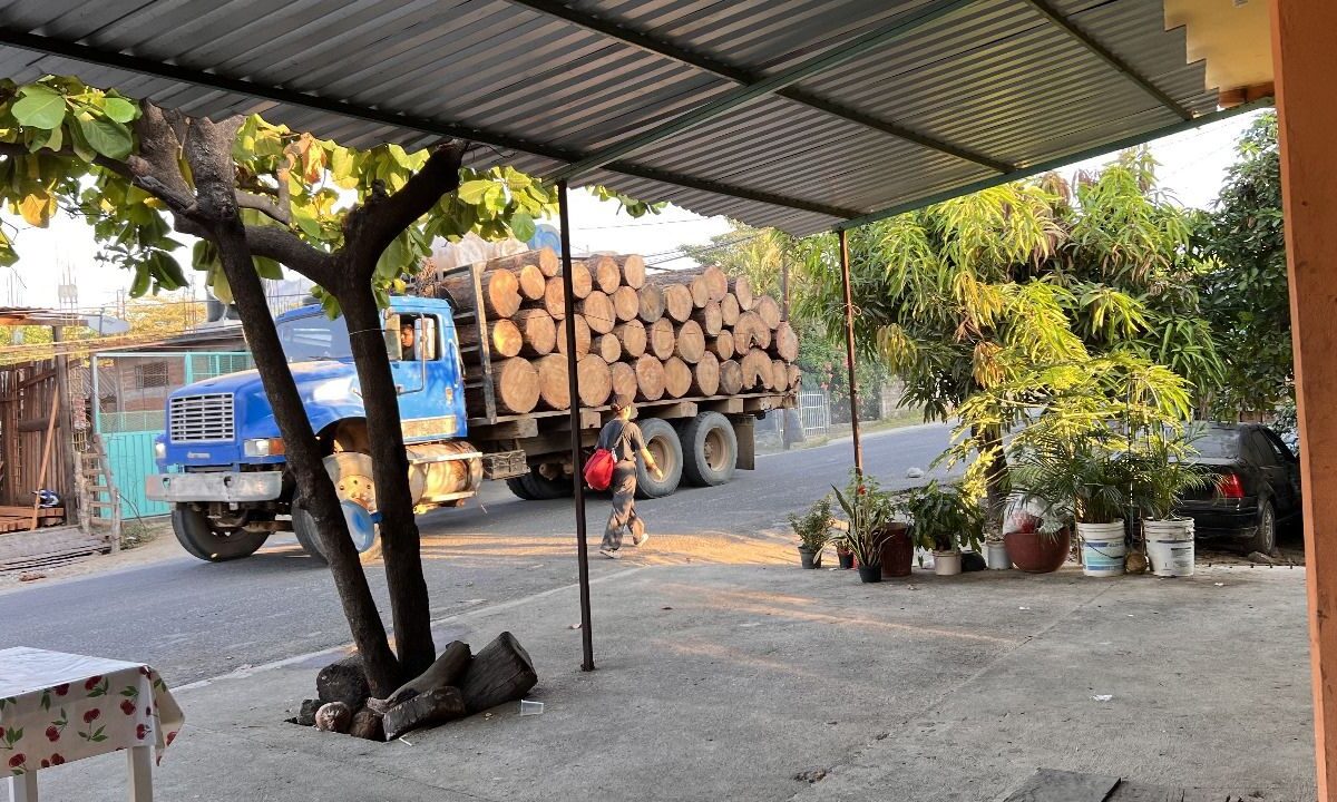 Los presuntos criminales cortan los árboles en impunidad, pues no hay denuncias por temor a represalias.
