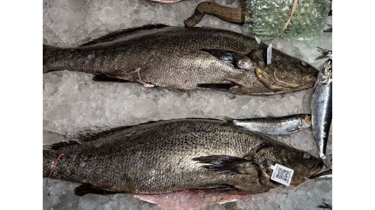 El GIS continúan trabajando para frenar la pesca ilegal de totoaba y sus derivados