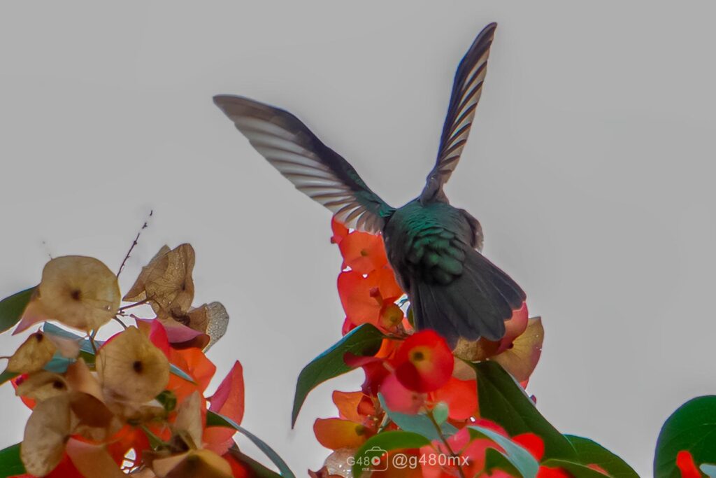 Fotogalería: Pequeños viajeros del viento en la Huasteca Potosina. Noticias en tiempo real