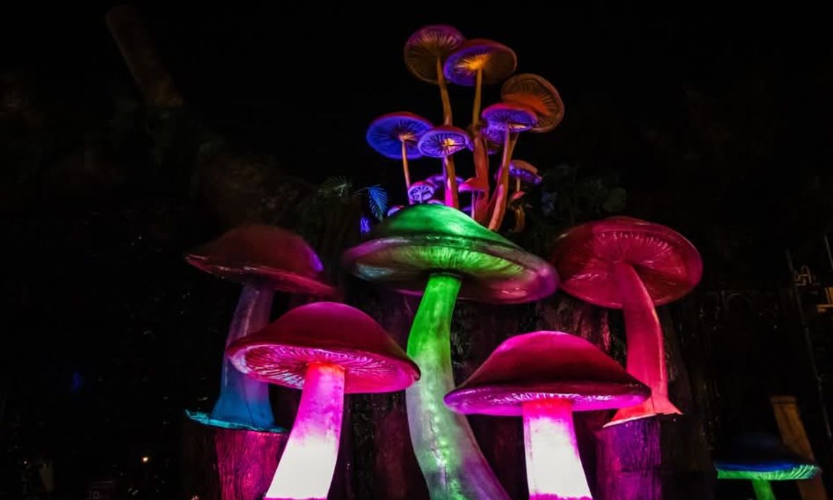 Este Sábado de Gloria de realizará el Picnic Nocturno bioluminiscente como parte de las actividades del Festival Spora