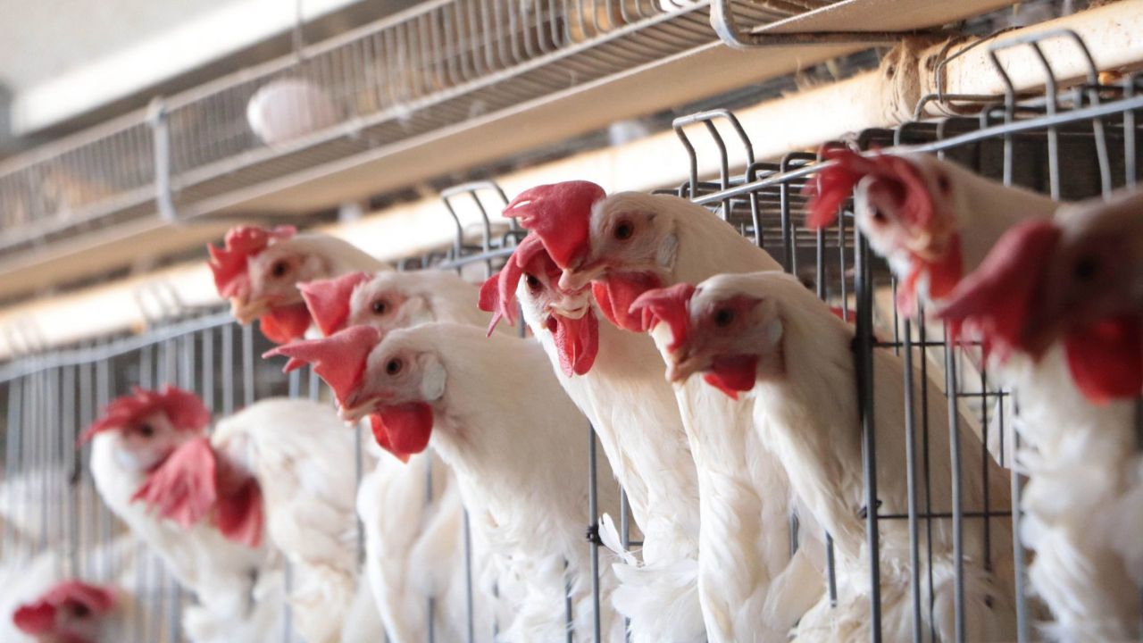 La Secretaría de Agricultura informo el hallazgo de un virus de influenza aviar en una granja de Marín en Nuevo León y activó protocolos.