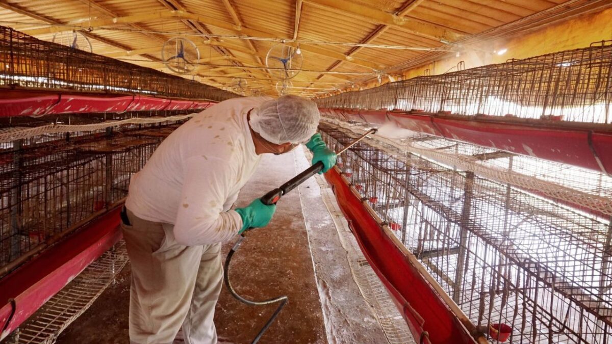 La Secretaría de Agricultura informo el hallazgo de un virus de influenza aviar en una granja de Marín en Nuevo León y activó protocolos.