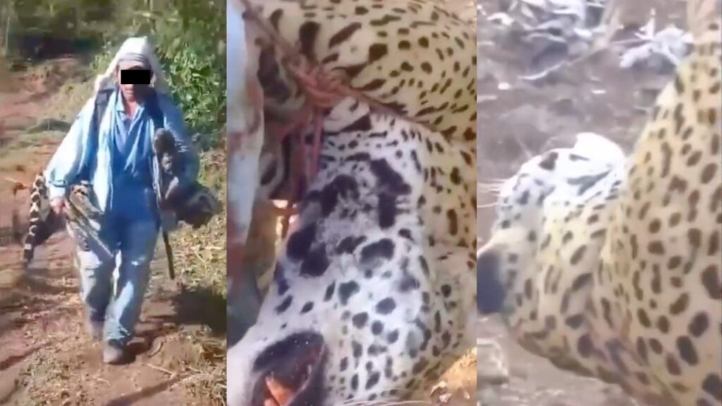 En un video que circuló en redes se observa una persona cargando en su espalda un Jaguar muerto.