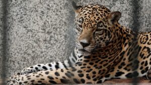 Autoridades ambientales investigan caza de un jaguar en una comunidad de Oaxaca.
