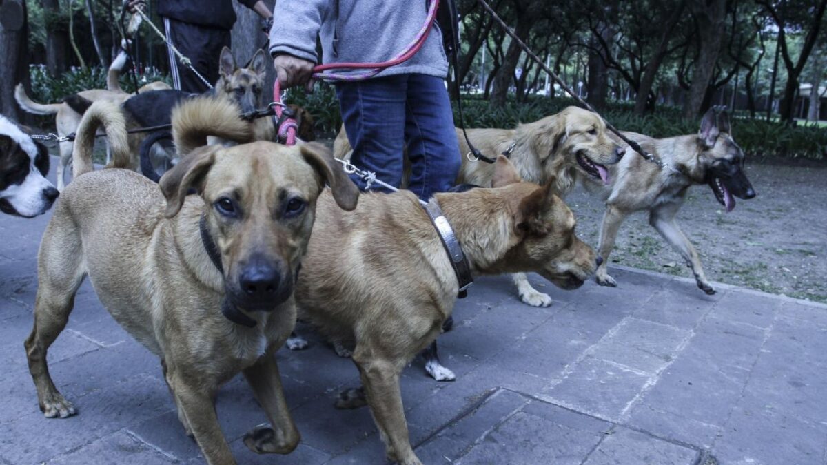 La diputada del PAN en el Congreso capitalino, Claudia Montes de Oca, presentó una iniciativa para tipificar como delito el abuso de confianza por parte de paseadores de perros que, por negligencia o irresponsabilidad, causen daños graves, pérdida o muerte de los animales a su cargo.