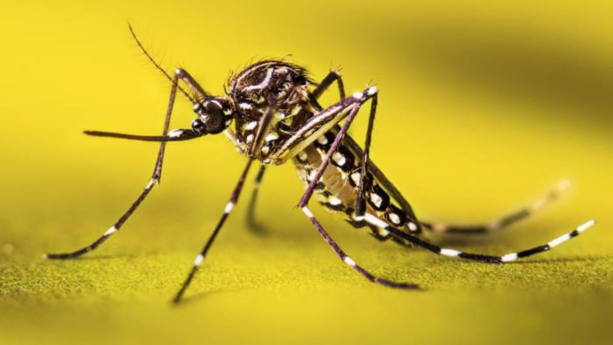 El Ministerio de Salud de Colombia declaró alerta sanitaria por aumento de casos de fiebre amarilla transmitida por picaduras de mosquitos.