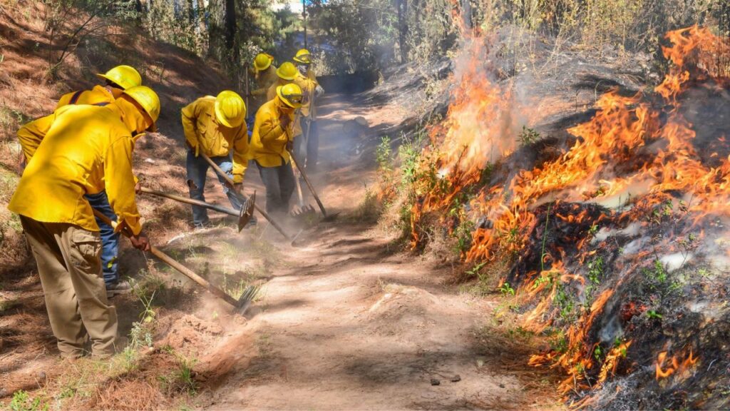 Dan hasta 10 años de cárcel por incendios en el Estado de México. Noticias en tiempo real