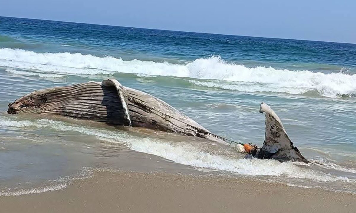 Una ballena fue localizada sin vida en la franja de arena en barra de Coyuca de Benítez, en la región Costa Grande de Guerrero.