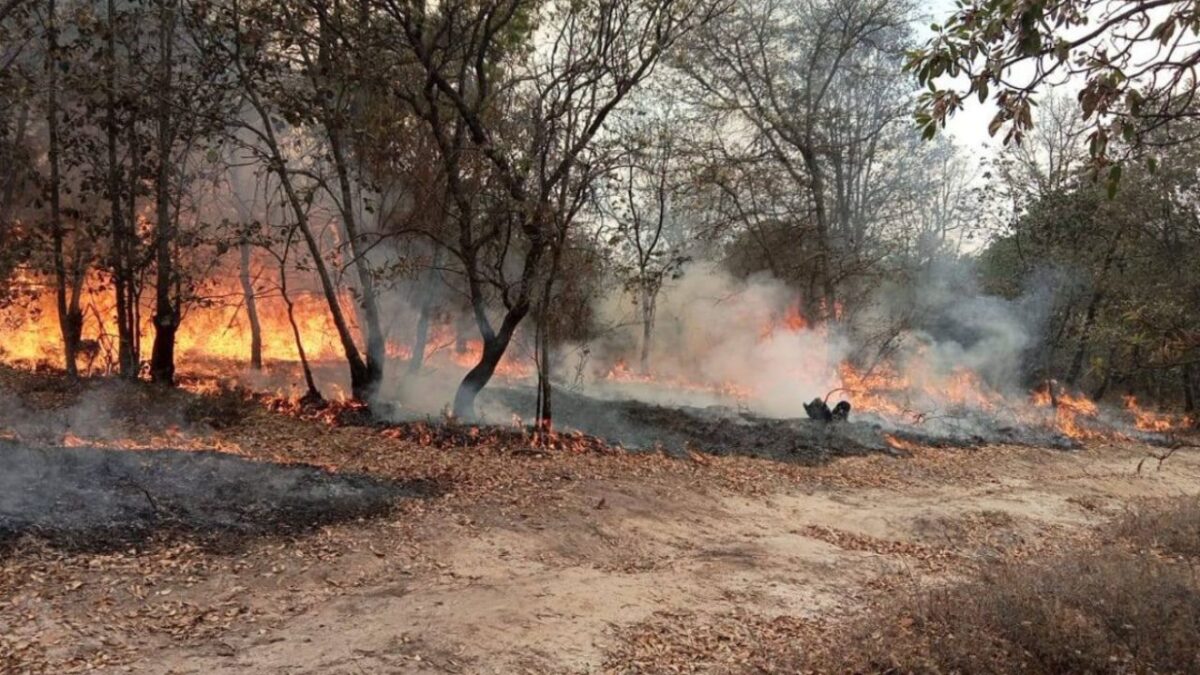 Se consumieron por incendios 450 hectáreas en La Beata, Querétaro.