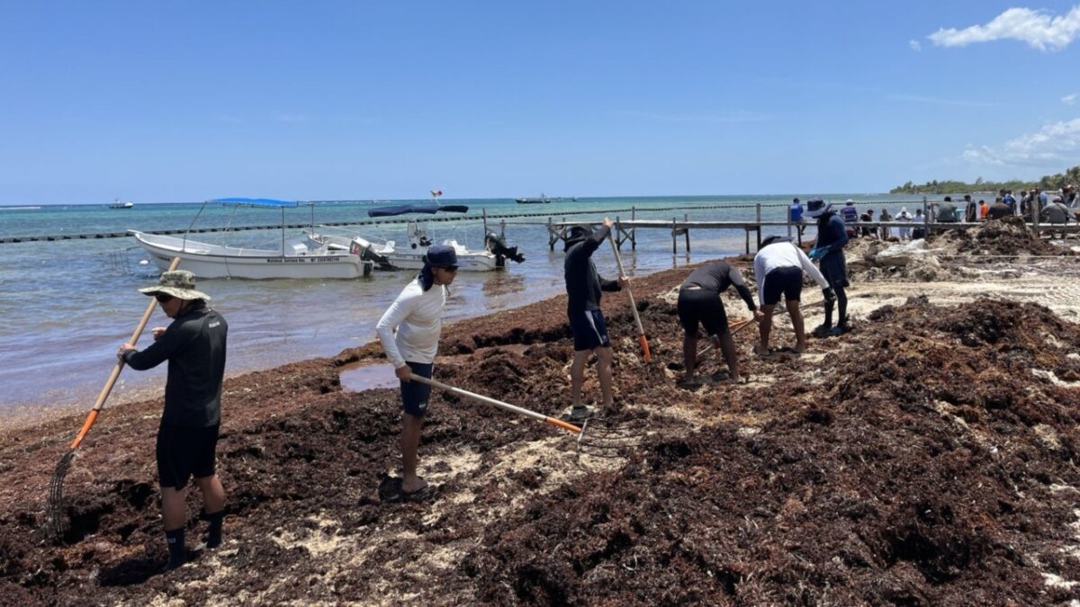 Semar retira 156 toneladas de sargazo en Quintana Roo