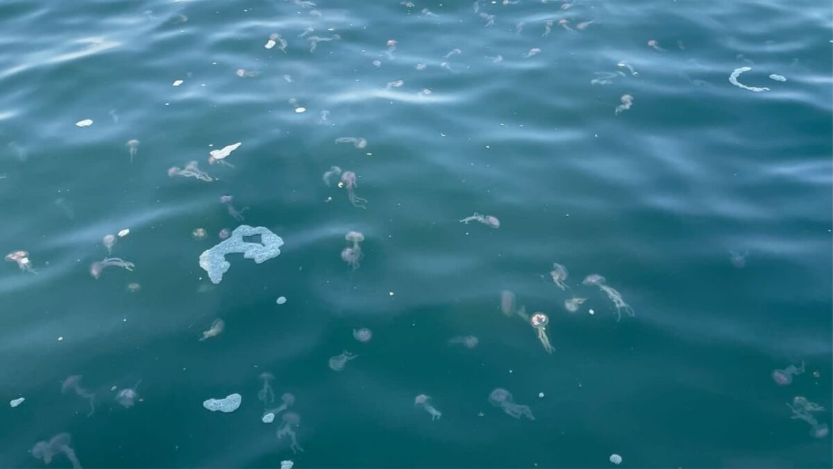 Protección Civil lanzó una alerta e instaló banderas moradas en playas de Puerto Vallarta ante la presencia de medusas.