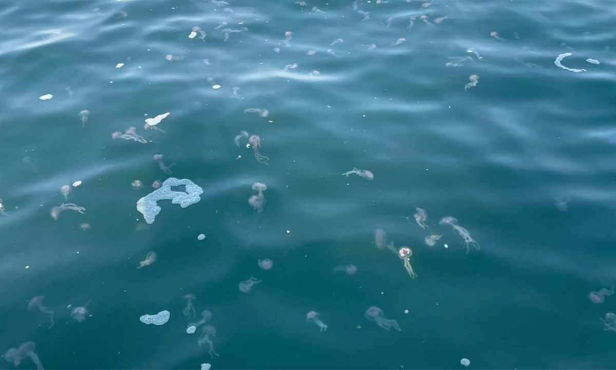Protección Civil lanzó una alerta e instaló banderas moradas en playas de Puerto Vallarta ante la presencia de medusas.