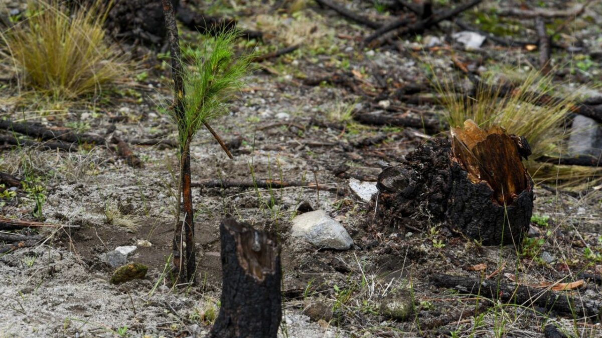 Para la próxima temporada de reforestación, la Comisión Nacional Forestal (Conafor), programó la compra de 567 mil 572 arbolitos y únicamente van a repoblar zonas deforestadas de 14 municipios de Michoacán, de acuerdo al oficio 330009625000094, de la Plataforma Nacional de Transparencia.