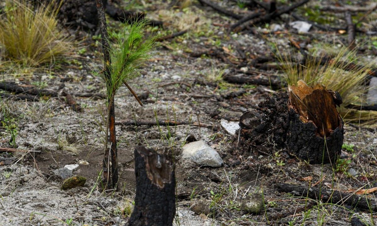 Para la próxima temporada de reforestación, la Comisión Nacional Forestal (Conafor), programó la compra de 567 mil 572 arbolitos y únicamente van a repoblar zonas deforestadas de 14 municipios de Michoacán, de acuerdo al oficio 330009625000094, de la Plataforma Nacional de Transparencia.