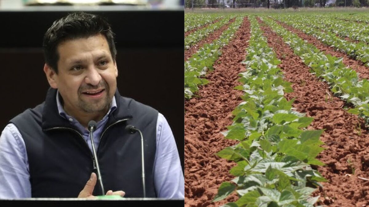 Frijol del bienestar no demuestra el combate a la extorsión en el campo: PAN