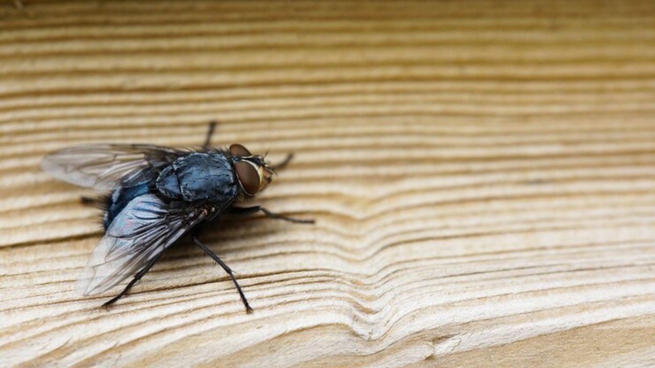 Conoce qué es la miasis causada por moscas del gusano barrenador y cuáles son los principales síntomas en humanos infectados.