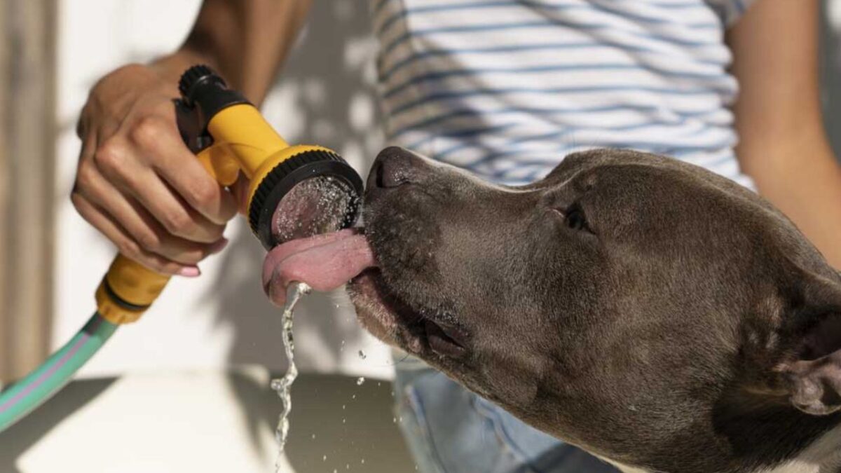 El golpe de calor en las mascotas, o hipertermia, es una afección potencialmente mortal y que se produce cuando el cuerpo del perro o del gato se sobrecalienta debido al esfuerzo físico prolongado o a la exposición a altas temperaturas