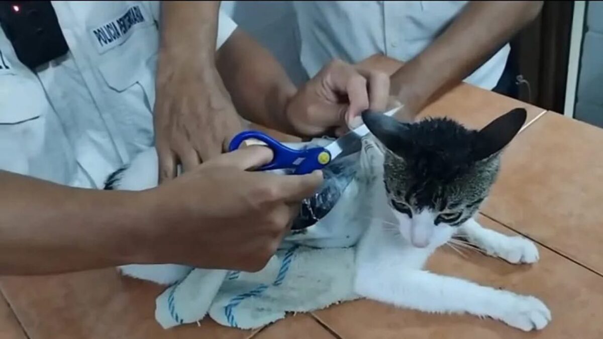 Custodios detienen a un gato que traficaba droga en cárcel de Costa Rica