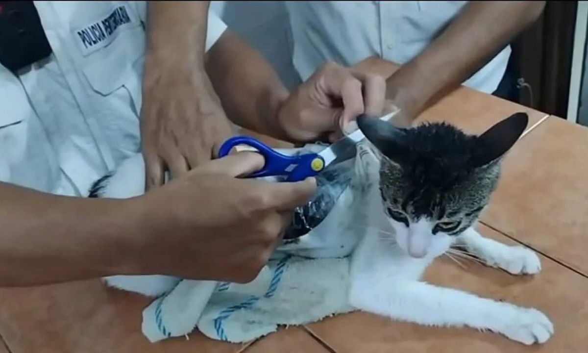 Custodios detienen a un gato que traficaba droga en cárcel de Costa Rica