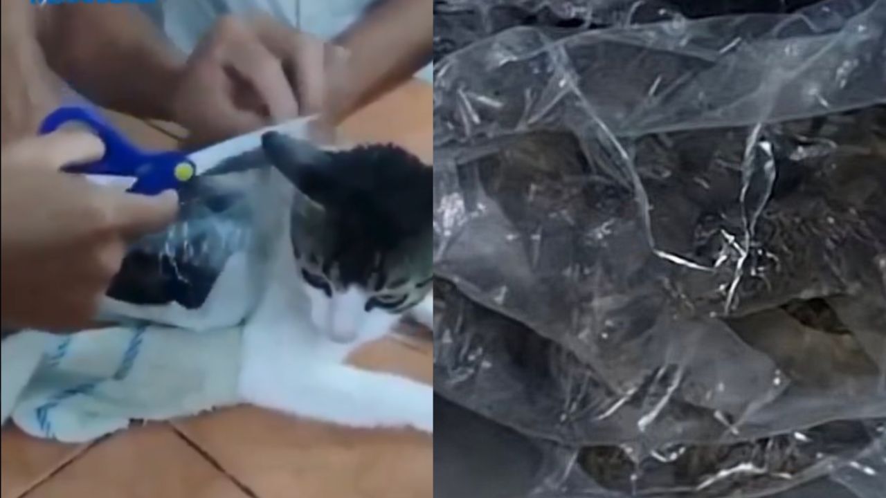'Cae' gato que traficaba droga en una cárcel de Costa Rica
