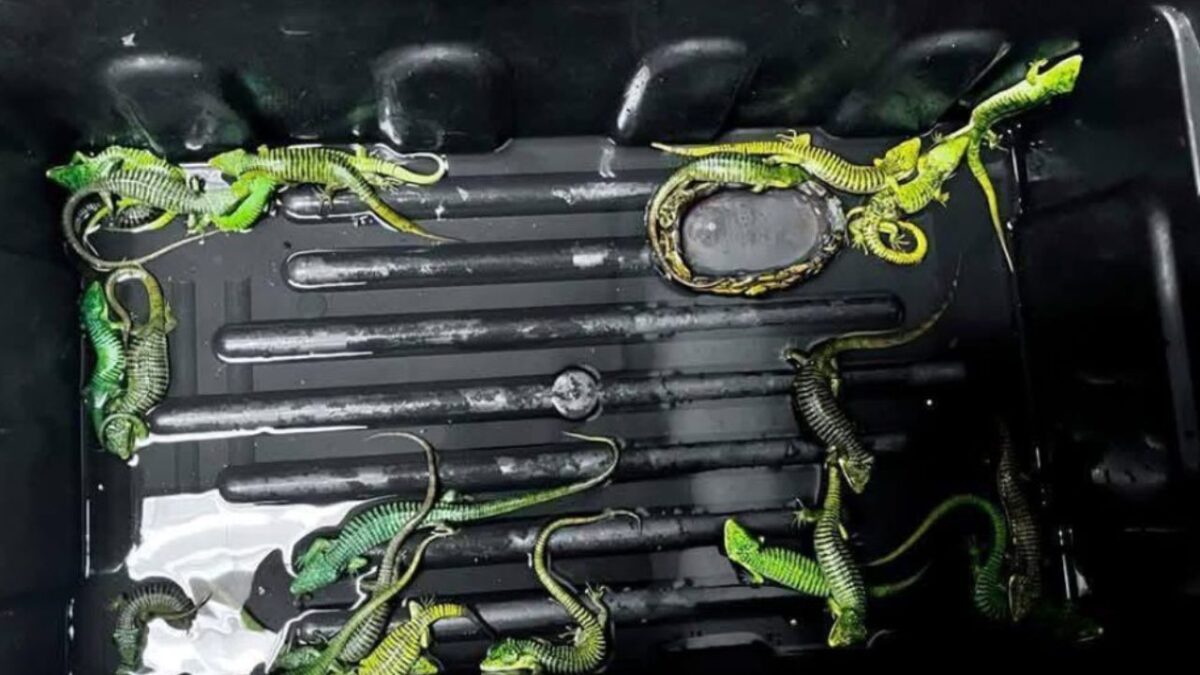 Cae presunto traficante de reptiles en el AICM con destino a Japón